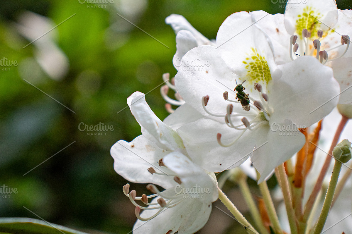 Mushrooms In The Forest Photography, a Nature Photo by Full Circle Design Studio (Photo 8 of 38)