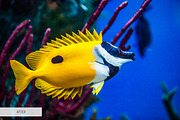 Underwater Photography Presets, a Plug-in Add-On by FixThePhoto (Thumbnail 13 of 32)