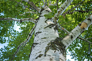98 Trees view from below, a Nature Photo by Handmadefont (Thumbnail 20 of 98)