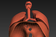 Lungs animated, a Characters & Person 3D Model by konstantin.ermolaev (Thumbnail 9 of 13)