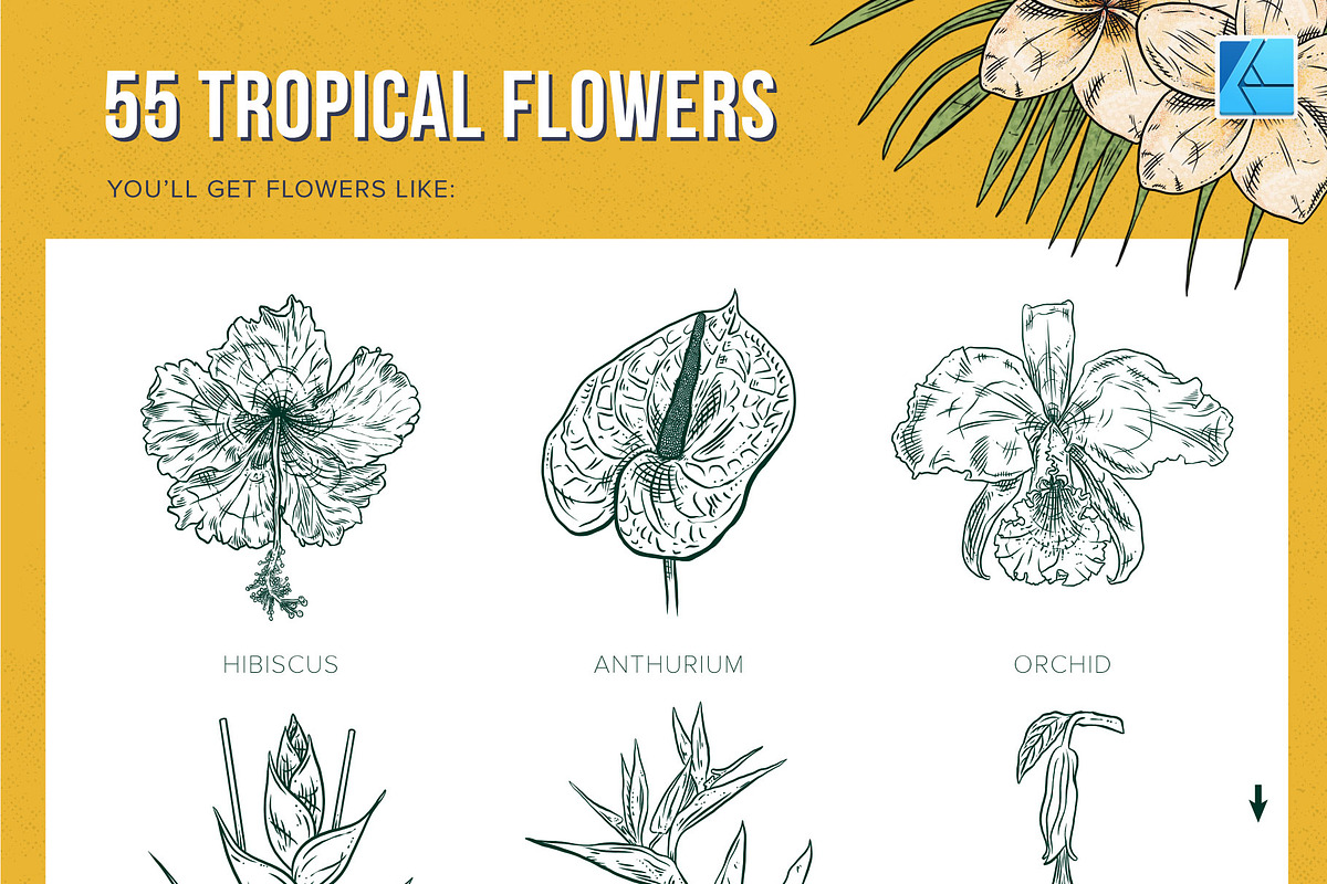 111 Tropical Stamps for Affinity, a Brush Add-On by Riveros Illustration (Photo 2 of 13)