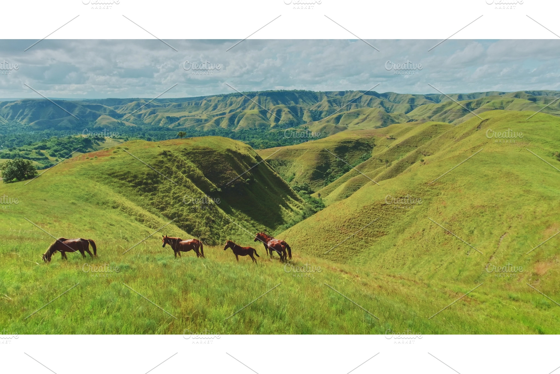 Wild horses grazing on green hills, an Animal Photo by Goinyk