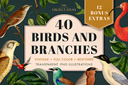 40 Vintage Birds & Branches, an Object Graphic by The Object Atlas (Thumbnail 1 of 9)
