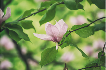 Magnolia spring flowers, a Nature Photo by Nature and travel