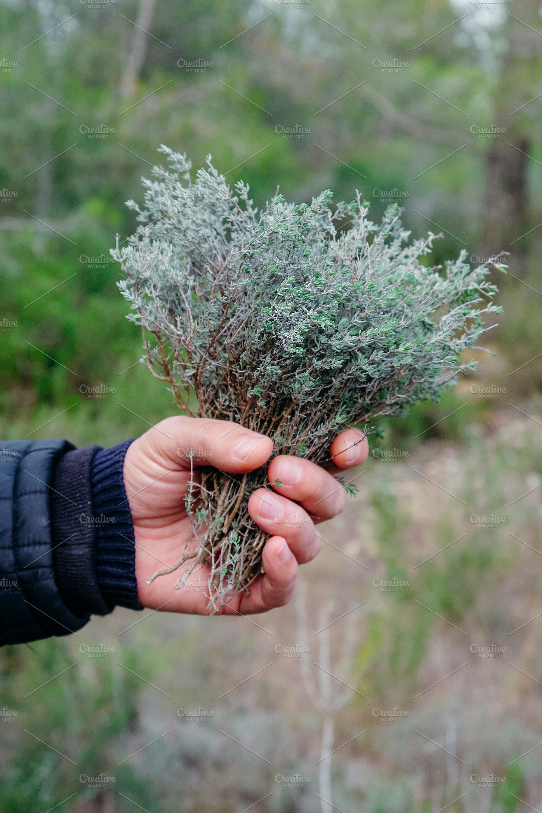 man holding a bunch of wild thyme outdoors, a Photo by Nito
