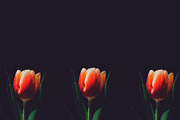 Easter Stock Photo Bundle - 75% OFF!, a Holiday Photo by GetMockups (Thumbnail 12 of 21)