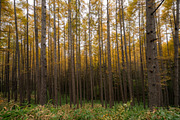 Autumn Landscape Photo Bundle Japan, a Nature Photo by Silent Nature (Thumbnail 2 of 6)
