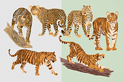Tiger & Leopard Vector Illustrations, an Animal Illustration by Human-made. Made to feel. (Thumbnail 2 of 2)