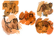 Tigers, an Animal Illustration by Ecaterina Sciuchina (Thumbnail 3 of 5)