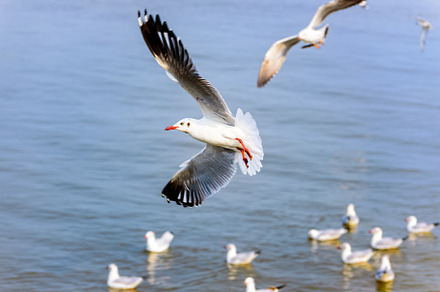 Flock of seagulls at bangpu recreati stock photo containing bangpu and, an Animal Photo by yongkiet jitwattanatam