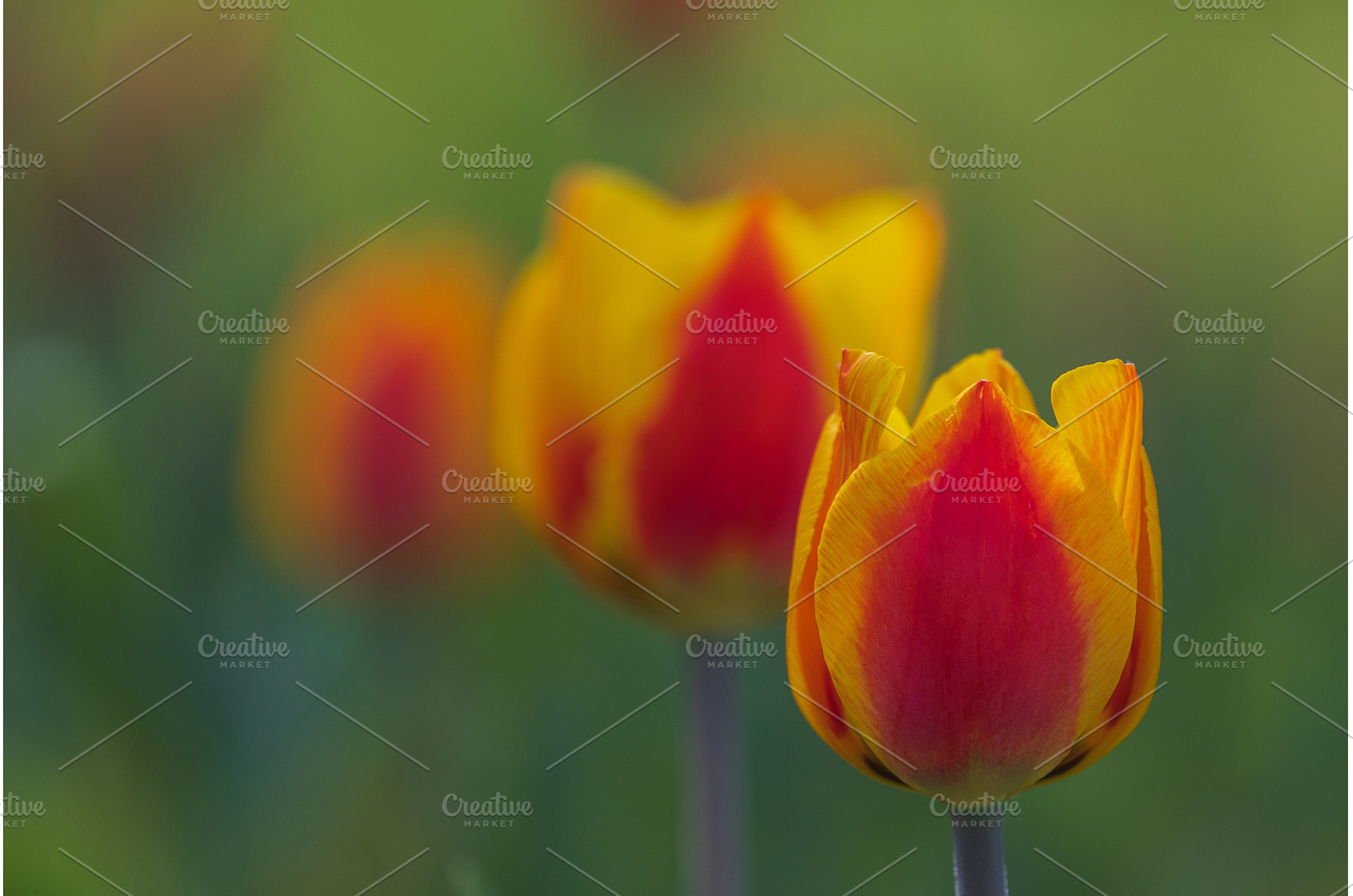 Bicolored red and yellow tulips in, a Nature Photo by Lukas Jonaitis SHOP