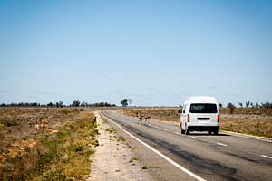 Emu Crossing Road, an Animal Photo by THP Creative