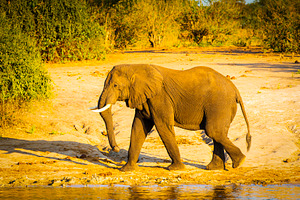 Bull Elephant Walking Along River, an Animal Photo by THP Creative