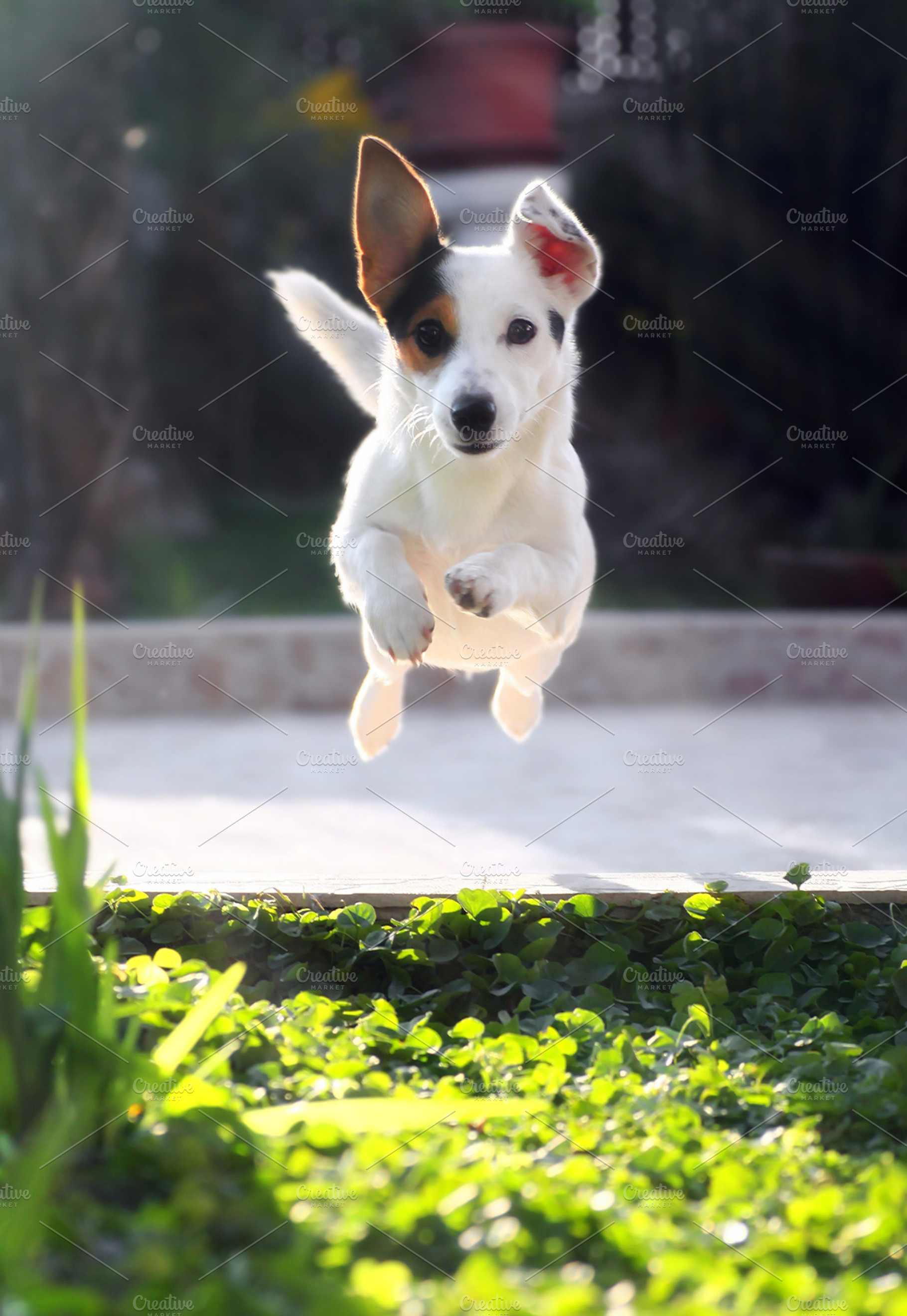 Juping jack russell dog stock photo containing animal and brown, an Animal Photo by Antonio Gravante Market