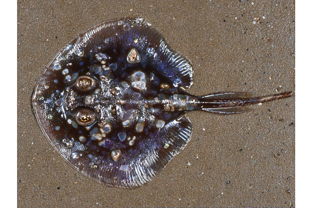 A lifeless skate ray fish and a, an Animal Photo by ZinetroN