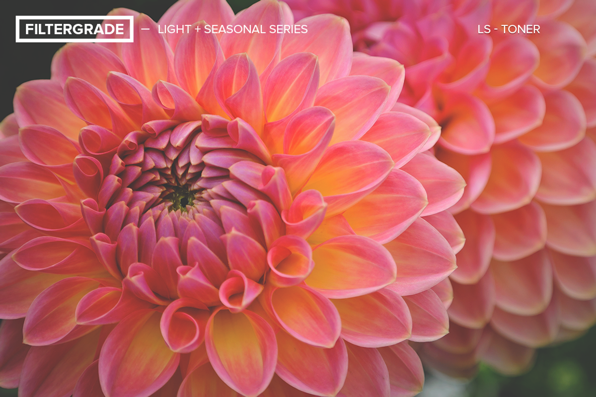FilterGrade Light & Seasonal Series preview 4