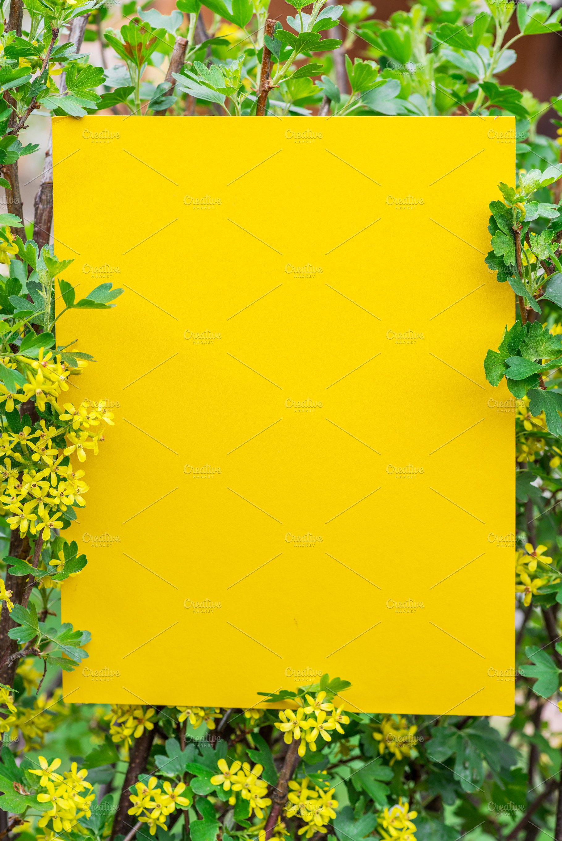 Yellow paper blank between currant, a Background Photo by Volff