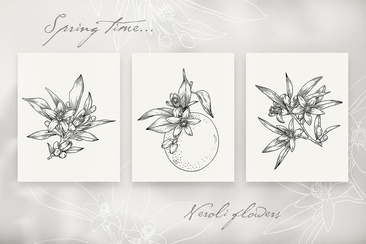 Flowers Neroli. Vector Botanical set, an Object Graphic by ON_lineart_store (Photo 7 of 10)