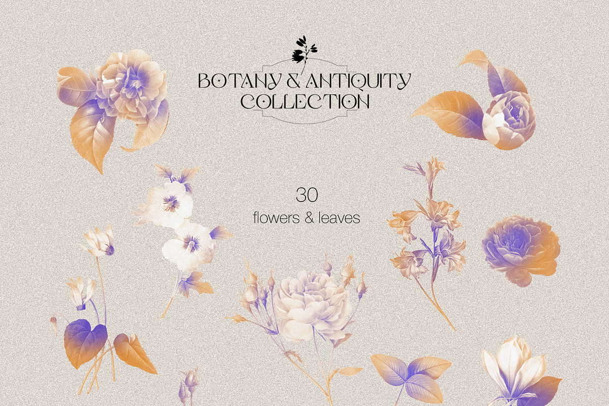 Botany & Antiquity Collection, an Object Graphic by Natali Batu (Photo 12 of 20)