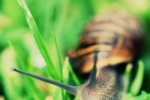 Snail stock photo containing snail and slow