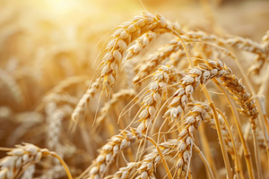 Yellow field with ripe wheat ears, a Nature Photo by AlyaAnd