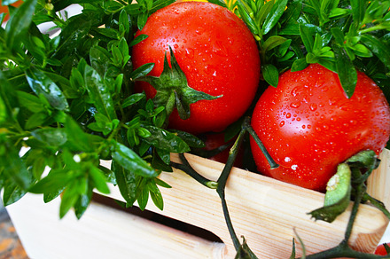 Tomatoes in a wooden bucket featuring tomatoe, tomatoes, and photo