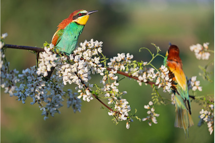 pair of birds of paradise on a, an Animal Photo by Pakosta