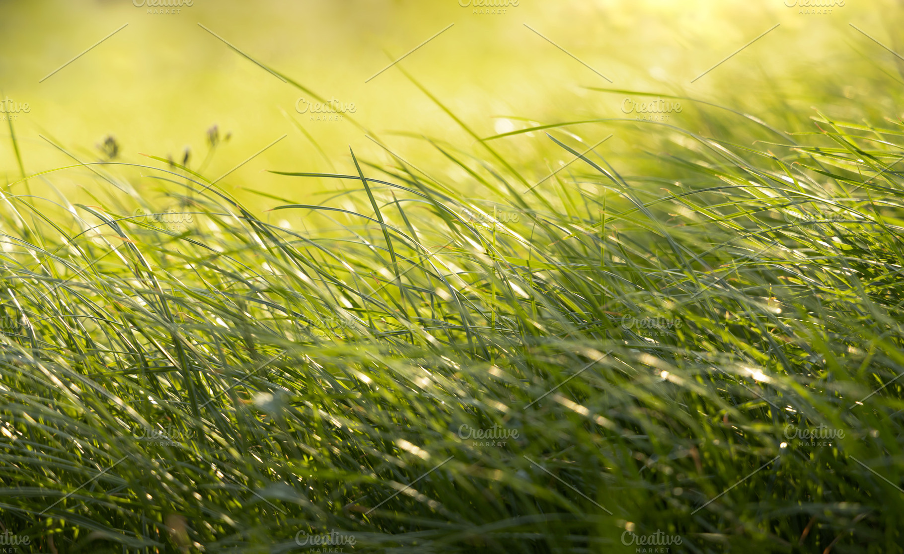 Green grass flowers in summer field sunlight nature background, a Photo by salmon.black