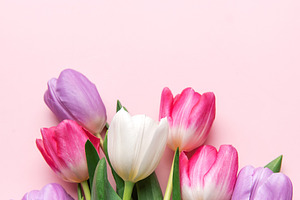 Pink purple and white tulips blooming on background, a Holiday Photo by Olena Rudo