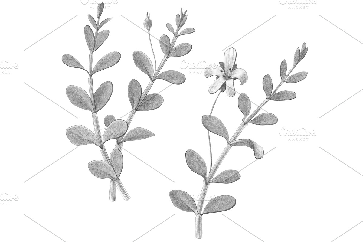 Bacopa Botanical Illustration Set, an Illustration by Anna Repp Illustration (Photo 2 of 7)