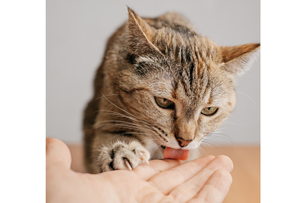 Cute cat licking a man's hand