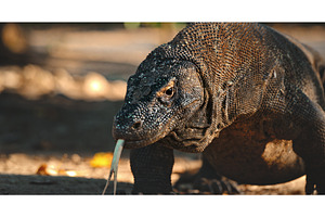 Komodo dragon flicking its forked, an Animal Photo by Goinyk
