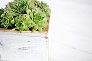 Succulent Planter Stock Photos, an Abstract Photo by Greenleaf Images (Thumbnail 4 of 6)