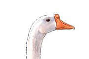 Farm Goose watercolor illustration, an Object Illustration by wedraw (Thumbnail 3 of 3)