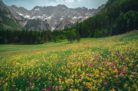 Alpine nature scenery with flowers, a Nature Photo by Alpine Dreams