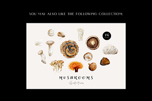 Mushrooms Illustrations. Fungi Set