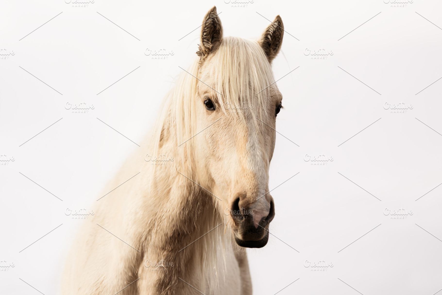 White Horse Portrait with Neutral Ba, an Animal Photo by Perpis