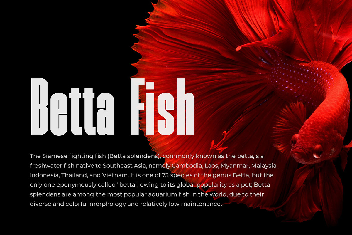 Skinger - A Bold Condensed Sans, a Sans Serif Font by TypeLogue (Photo 4 of 5)