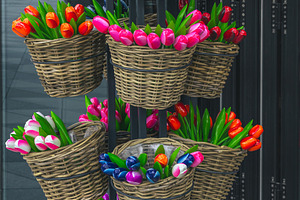 Colorful wooden tulips in the basket, a Business Photo by Alpine Dreams