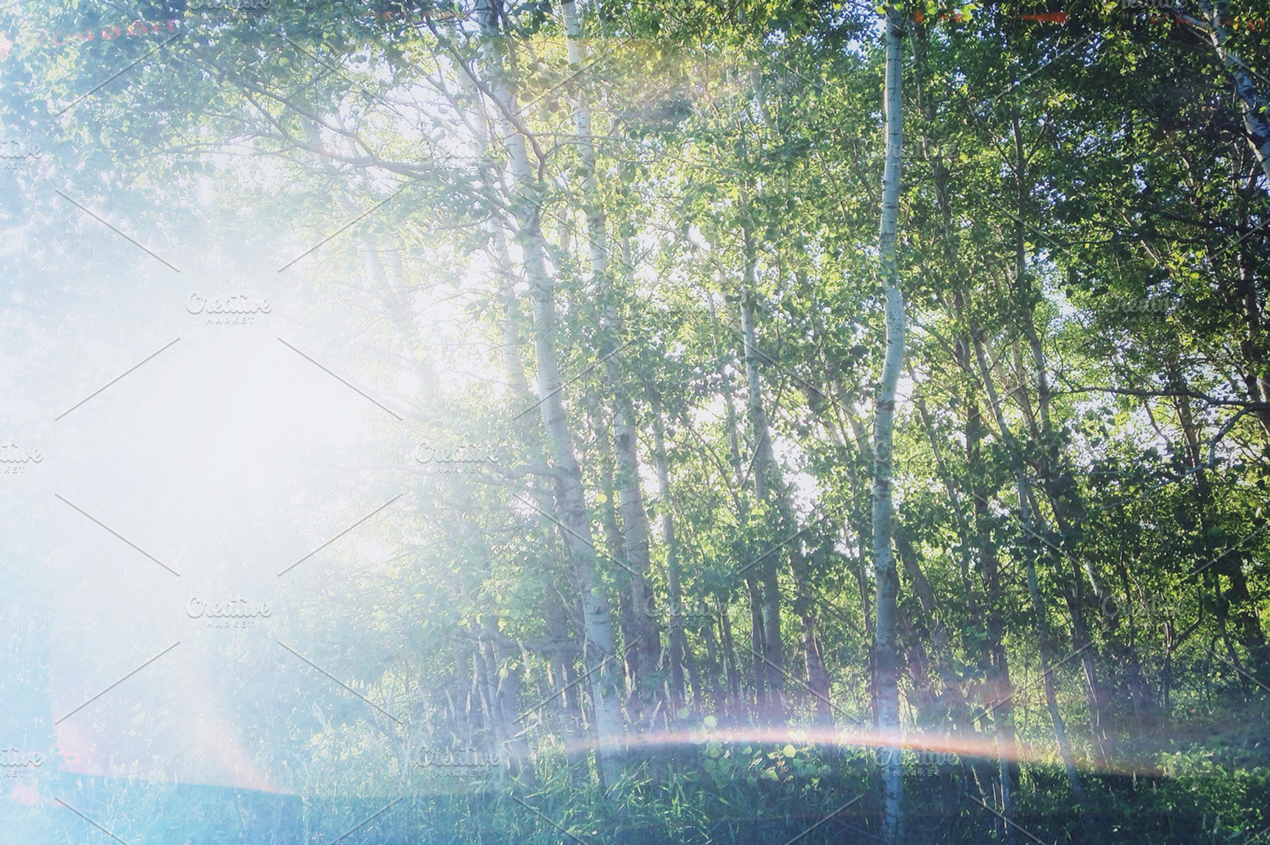 Lofi Birch Grove Snapshot 2 Stock Photo Containing Aspen And Forest
