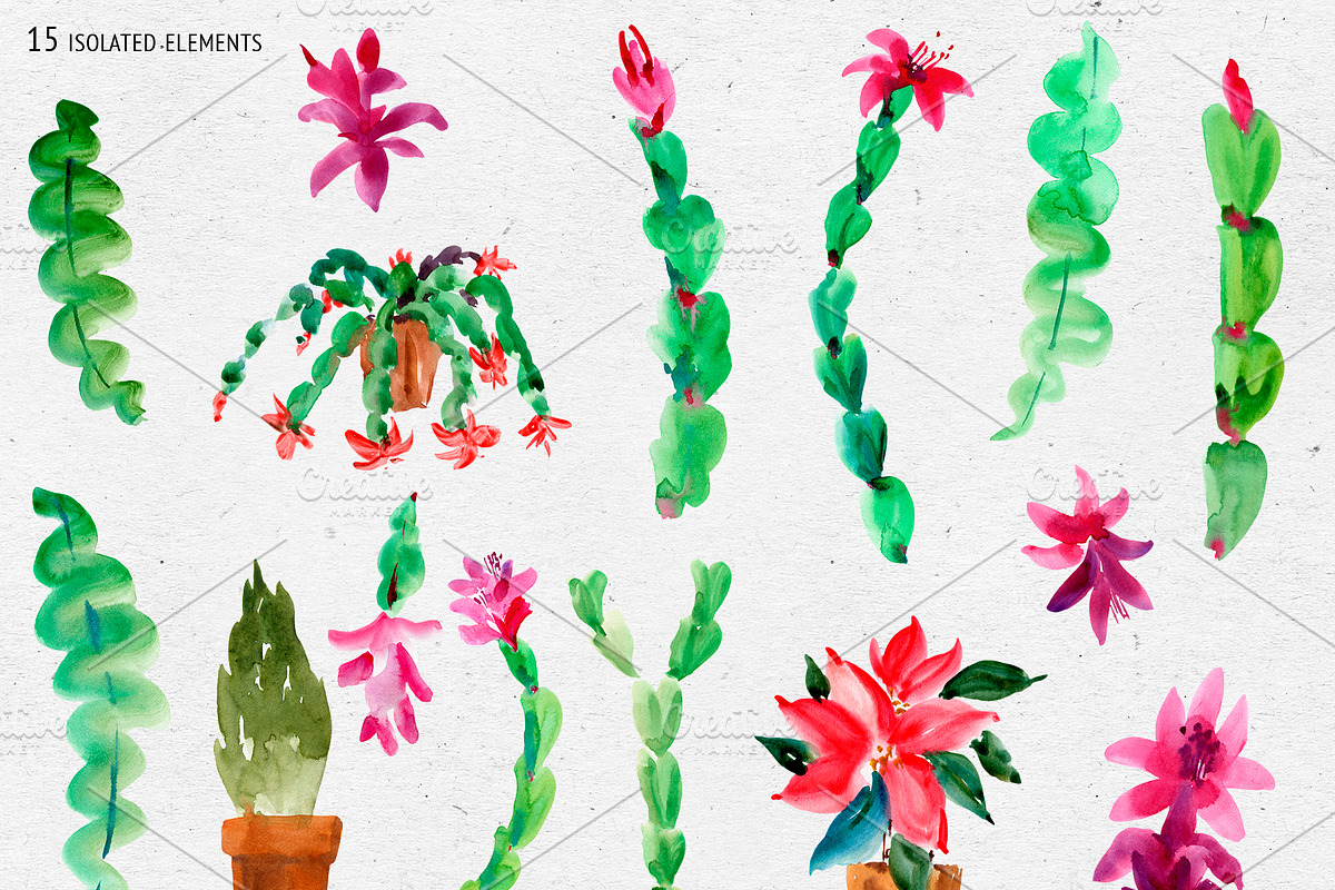Watercolor Thanksgiving cactus, an Illustration by Belusuab (Photo 2 of 14)