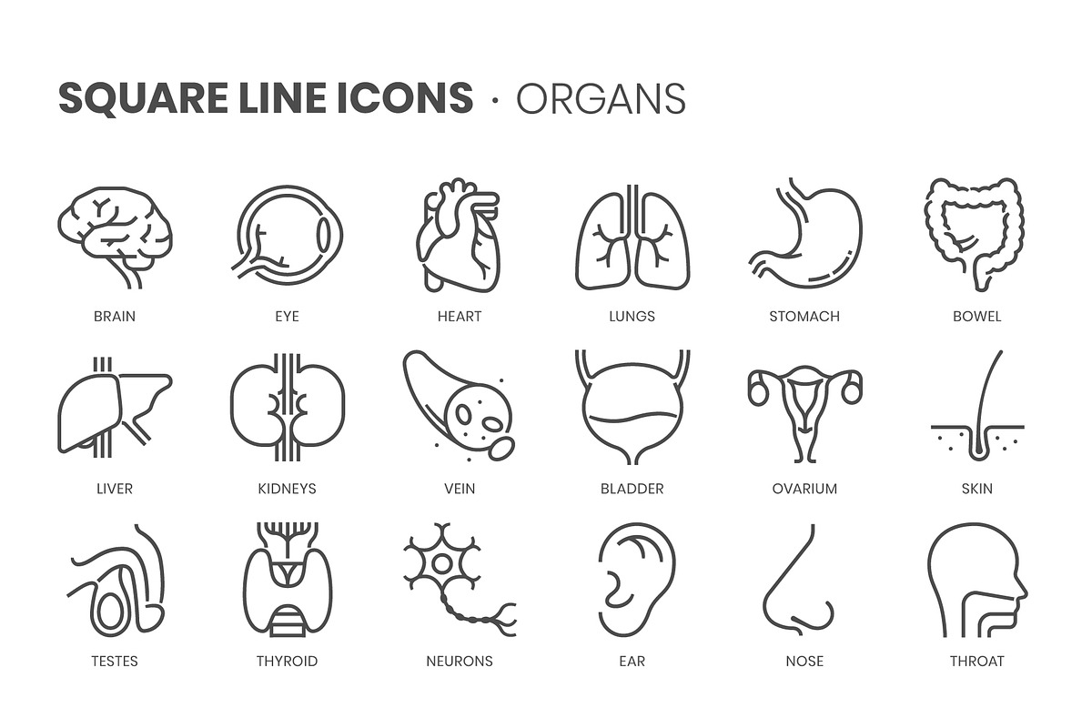 Organs, Square Line Icons, an Outline Icon by Howcolour