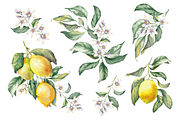 Lemon Garden Watercolor Cliparts, a Decorative Illustration by Jeanna Draw (Thumbnail 7 of 11)