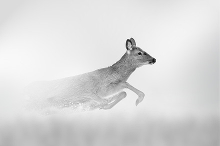Deer comes out of the fog on a light background, an Animal Photo by Byrdyak