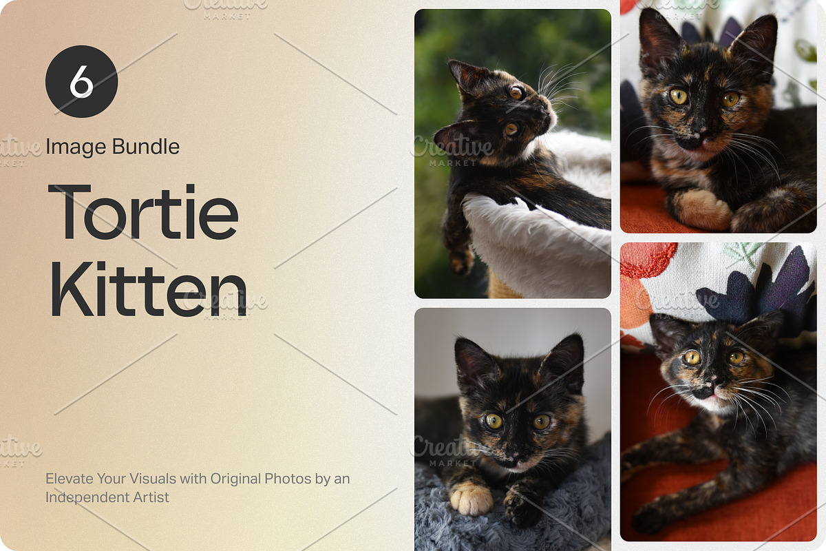 6 Image Bundle: Tortie Kitten, an Animal Photo by Happiestscone Photography (Photo 1 of 2)