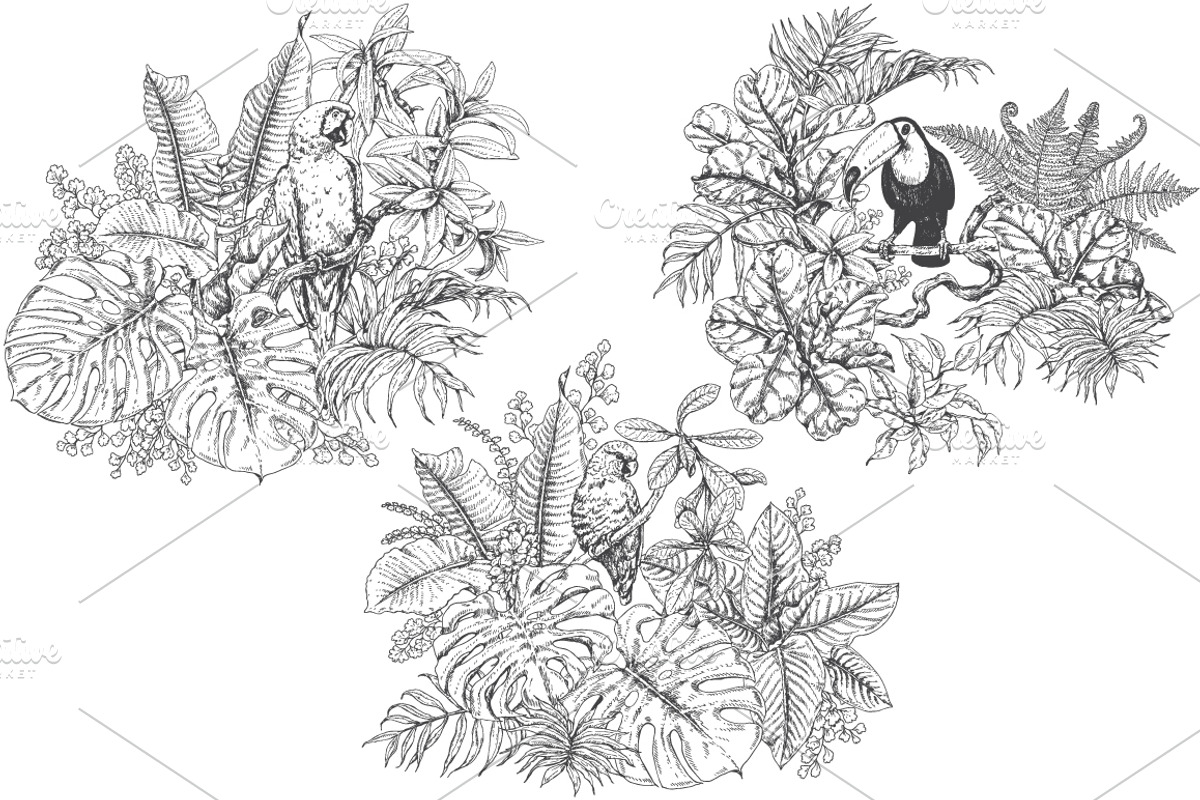 Tropical Birds Sketch, an Animal Illustration by Valentyna Smordova (Photo 4 of 5)