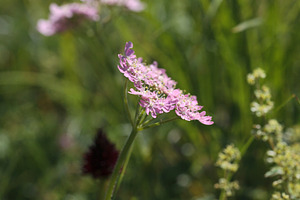 Pink flower of the Apiaceae or Umbelliferae family, a Nature Photo by Bepslabor
