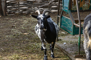 A spotted black and white goat stands in an enclosure near a fee, an Animal Photo by ndanko