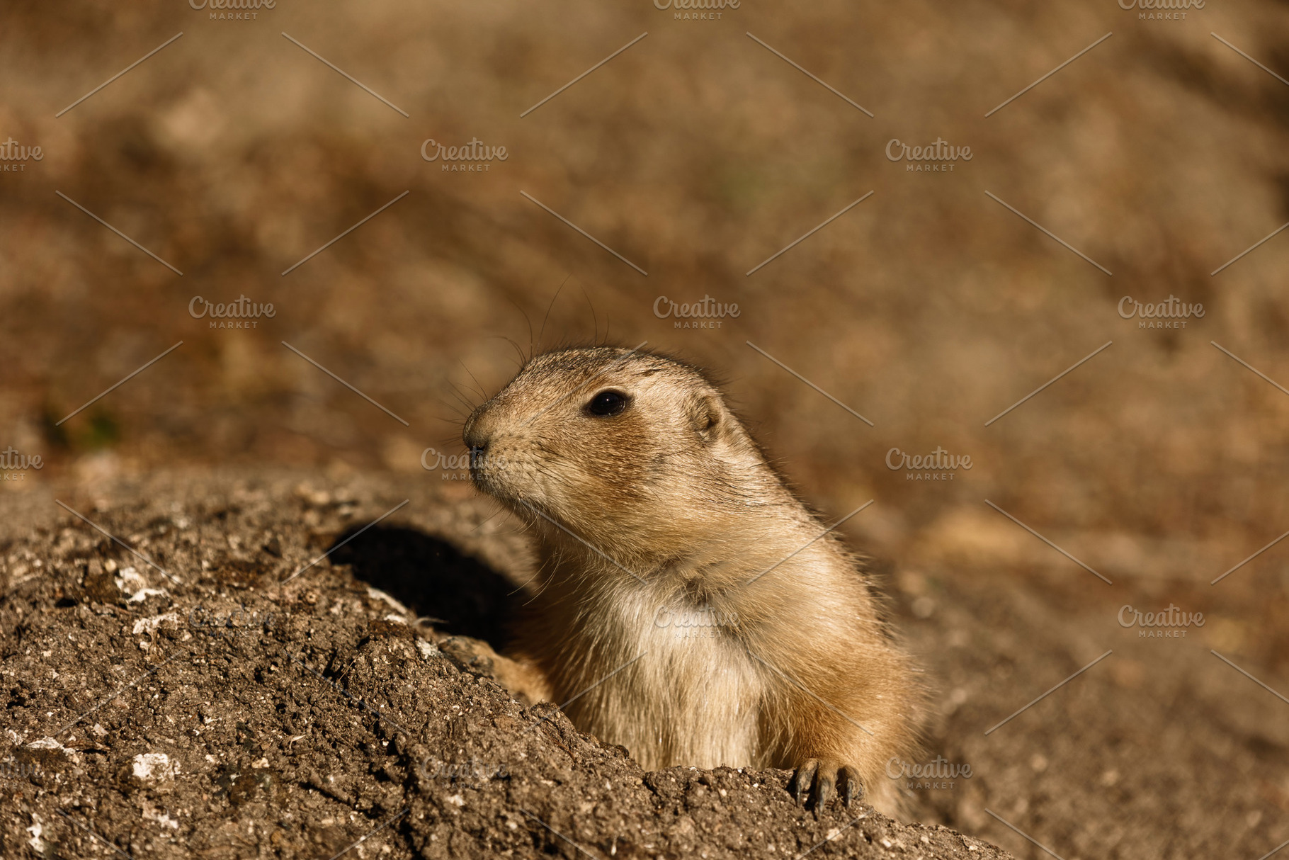 Prairie dog peeking out with a curio, an Animal Photo by Perpis