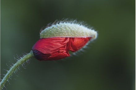 birth of the red poppy, a Nature Photo by Pakosta